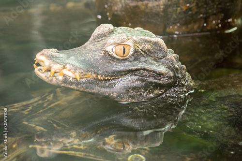 A dangerous crocodile stuck his head out of the water