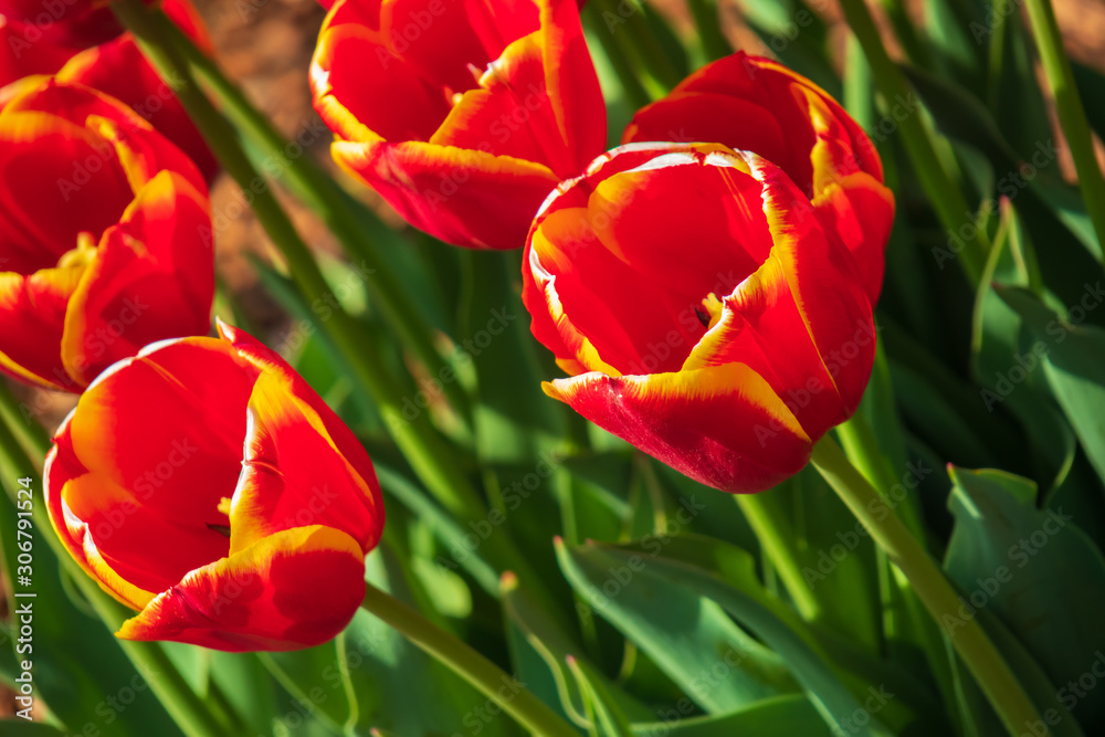 Red and yellow tulips, Close-up Red and yellow tulips, Close-up