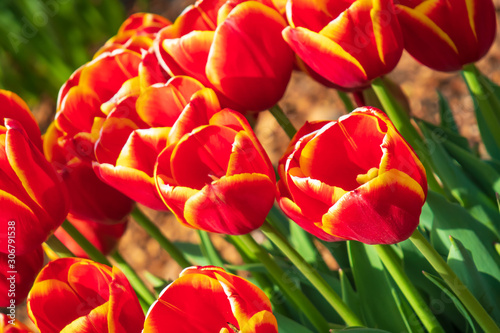 Red and yellow tulips, Close-up photo