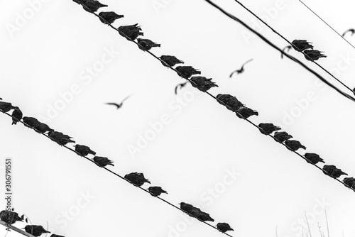 Birds on a Wire #2 photo