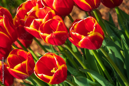 Red and yellow tulips, Close-up