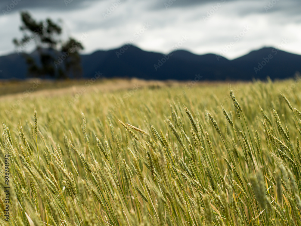 Fototapeta premium Wheat field