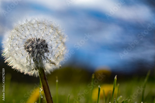 Dandelion in Grass  Close-Up