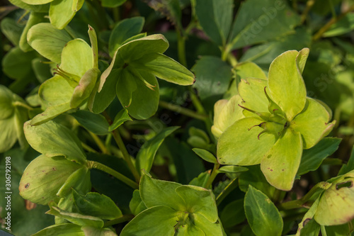 Wallpaper Mural Lenten Rose close-up Torontodigital.ca
