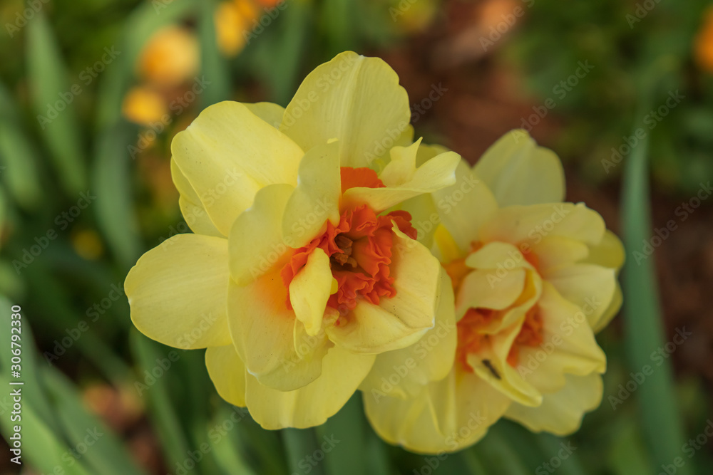 Daffodil close-up Daffodil close-up