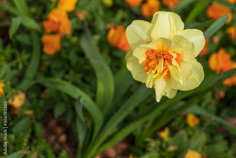 Daffodil close-up
