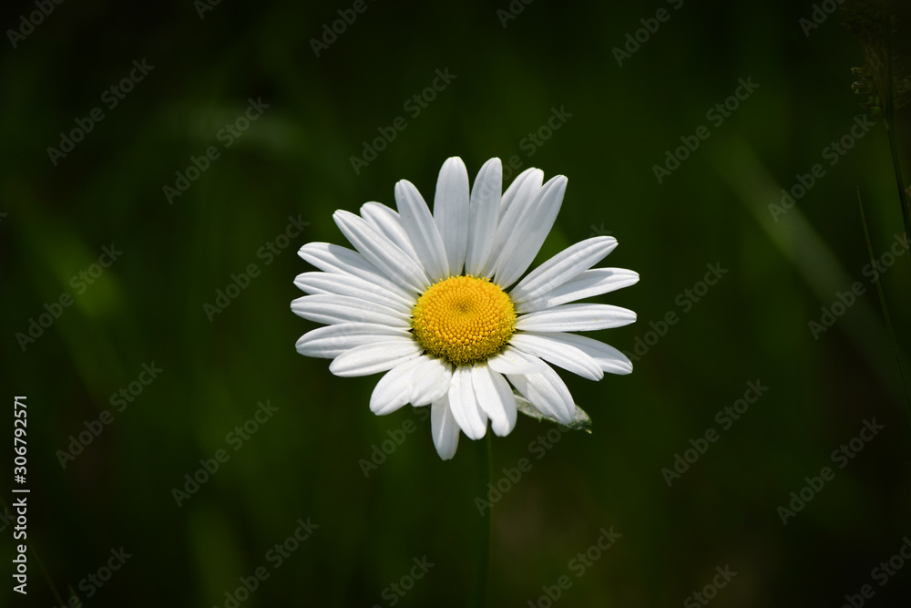 White Daisy on Green Background, Close-Up