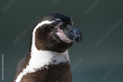 フンボルトペンギン photo