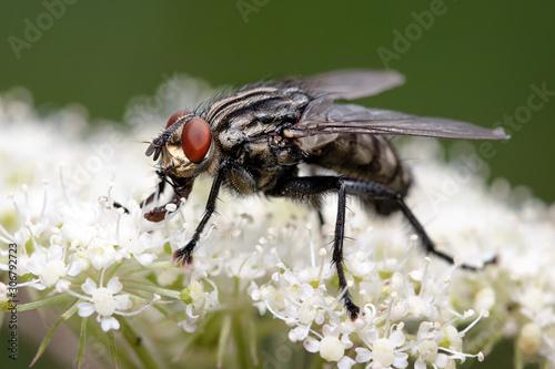 Fliege auf Blüte © Markus