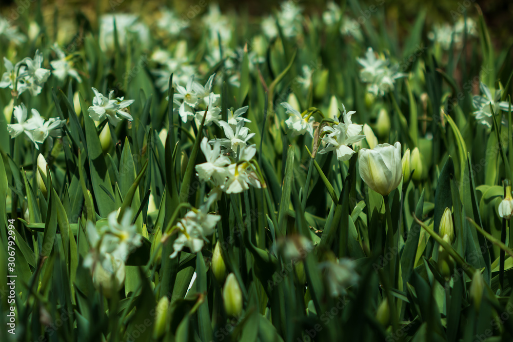 Obraz premium White tulips and white daffodils