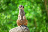 curious meerkat standing on the rock in the wild 