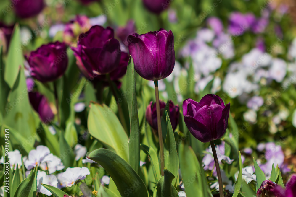 Purple tulips, close-up