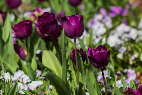 Purple tulips  close-up
