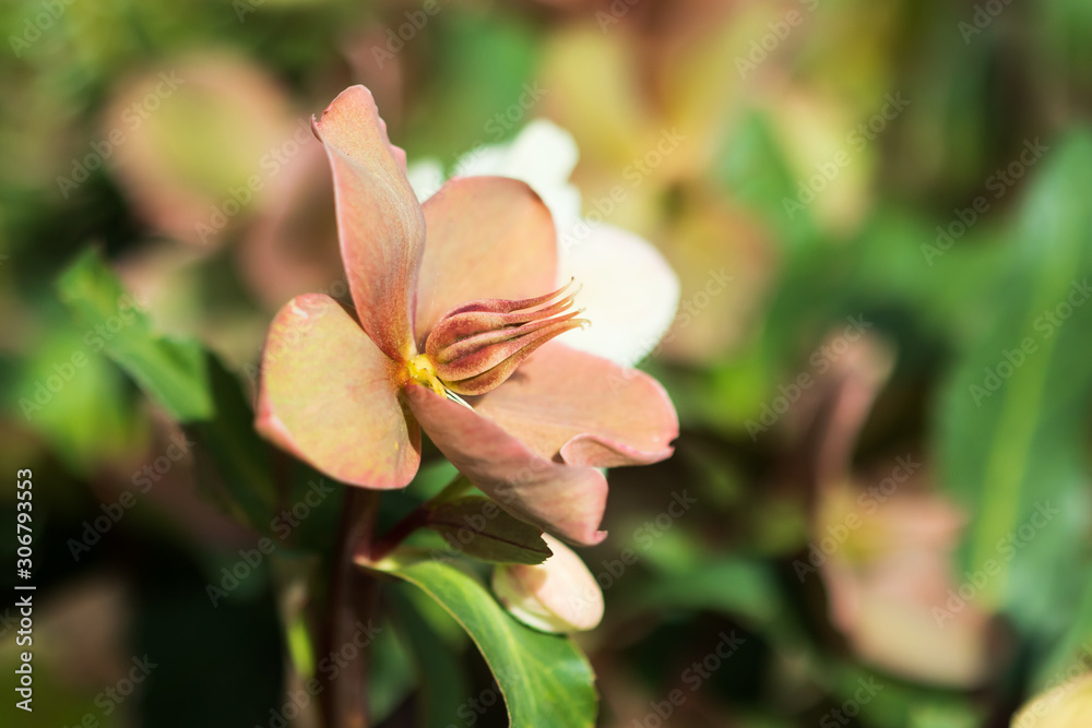 Obraz premium Lenten Rose close-up