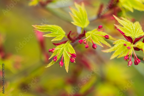 Japanese maple leaves close-up