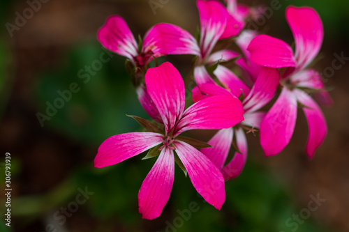 Pink Geranium flower close-up