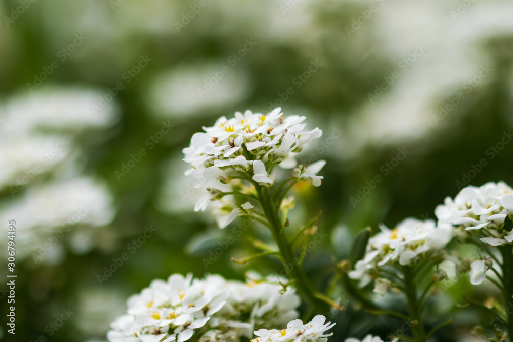 White flower cluster, close-up White flower cluster, close-up