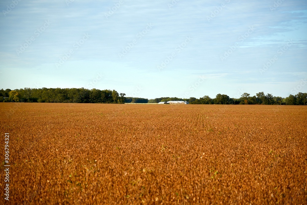 A field of soybeans is ready to harvest
