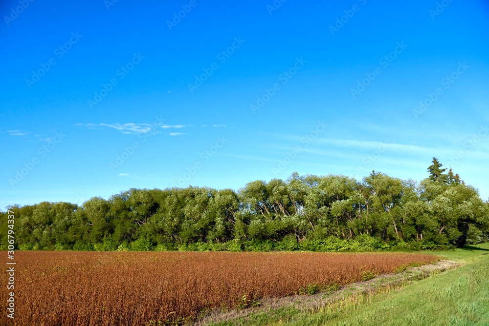 Fototapeta premium A field of soybeans is ready to harvest in rural Manitoba