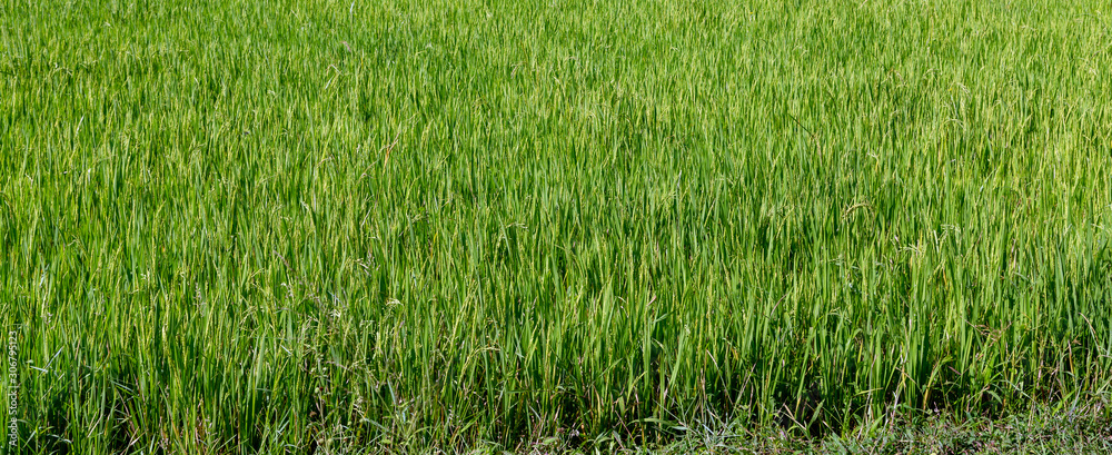 Rice farm green Paddy Fields Vietnam Rice farm green Paddy Fields Vietnam