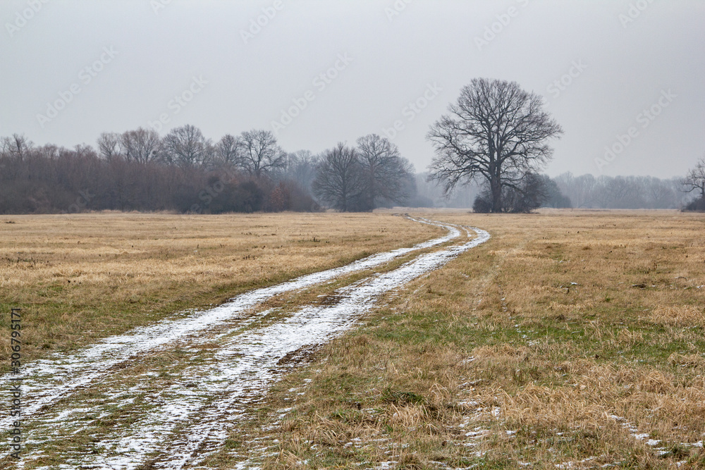 lonely tree lonely tree