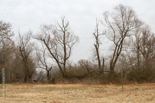 trees