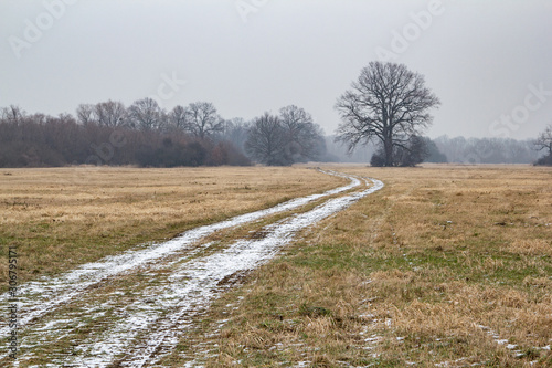 lonely tree