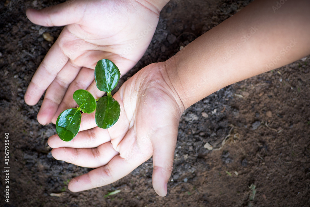 saving tree and environment concept, Kid hand protect plant spouts on ground saving tree and environment concept, Kid hand protect plant spouts on ground