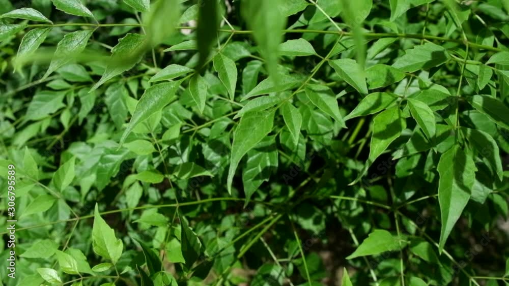 Spring nature, green bushes and grass, moved by a weak gust of wind Spring nature, green bushes and grass, moved by a weak gust of wind