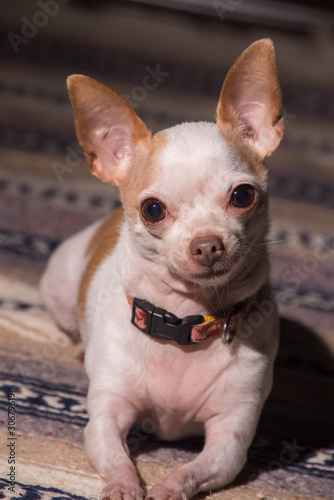 The Chihuahua  4