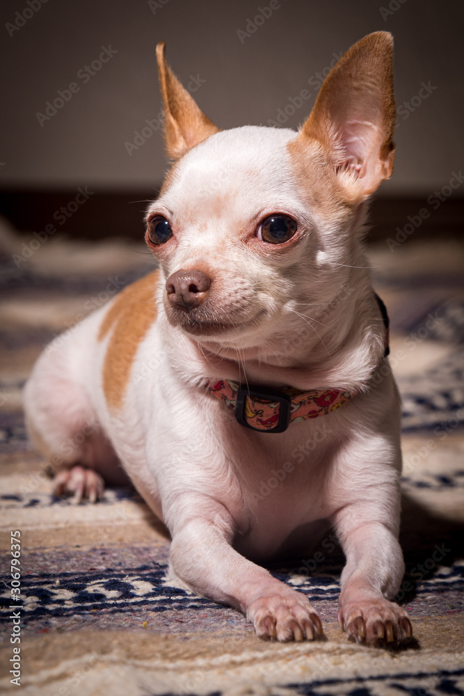 The Chihuahua #13