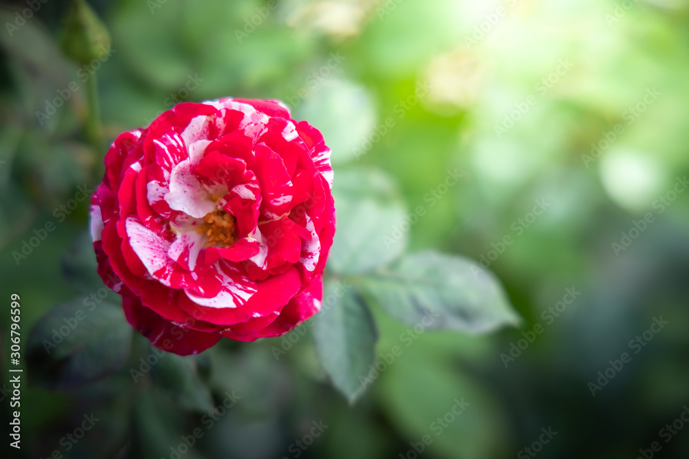 Obraz premium Roses in the garden
