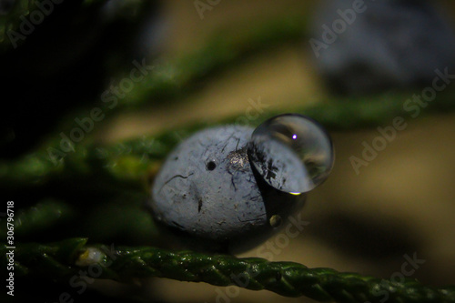 blueberries on a leaf closeup