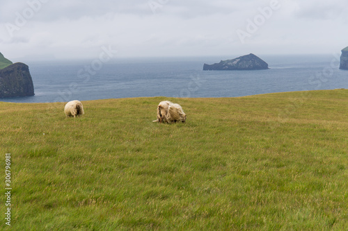 Weidende Schafe auf Vestmannaeyjar