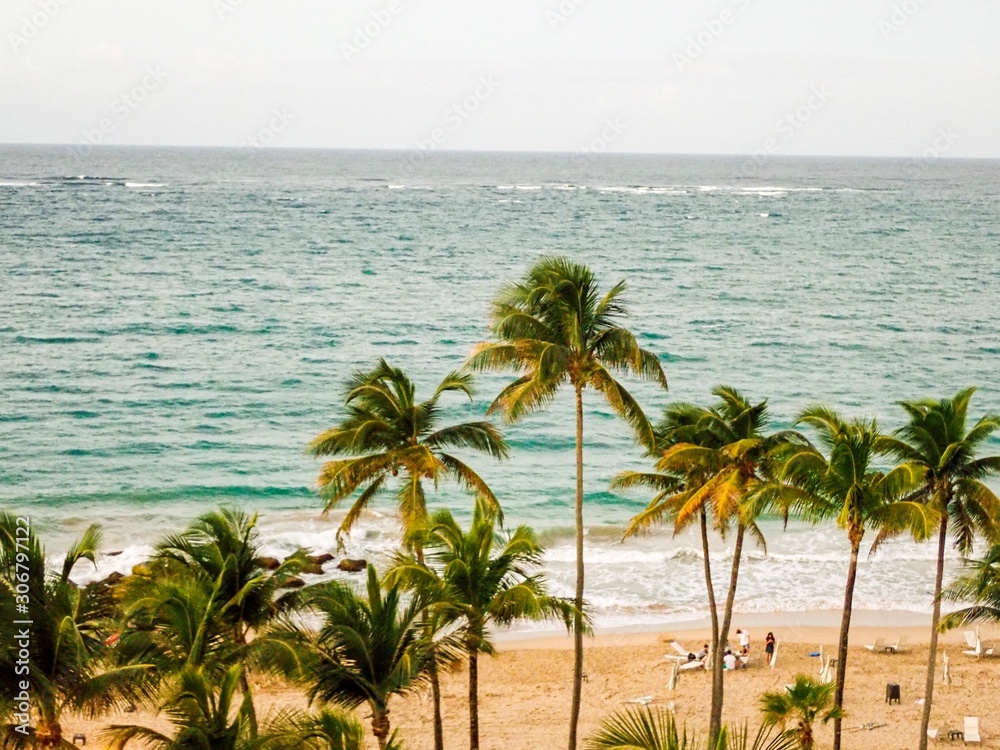 Palm Trees and Ocean Puerto Rico