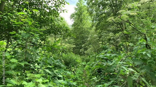 A person walk through jungle of poisonous toxic hogweed, cow parsnip Heracleum Sosnowskyi, view from first person photo