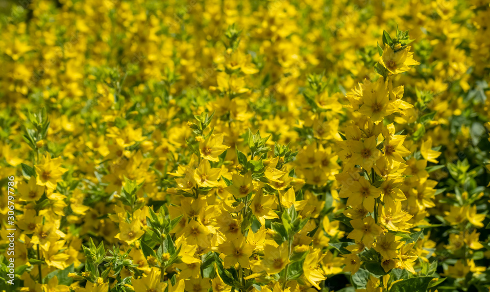 Fototapeta premium Goldfelberich (Lysimachia punctata)