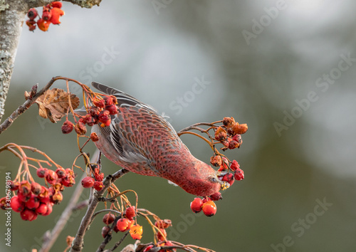 Pine grosbeak, Pinicola enucleator, male bird feeding on Sorbus berries photo
