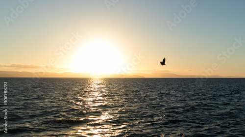 Sea eagle flying over the sea at sunset time