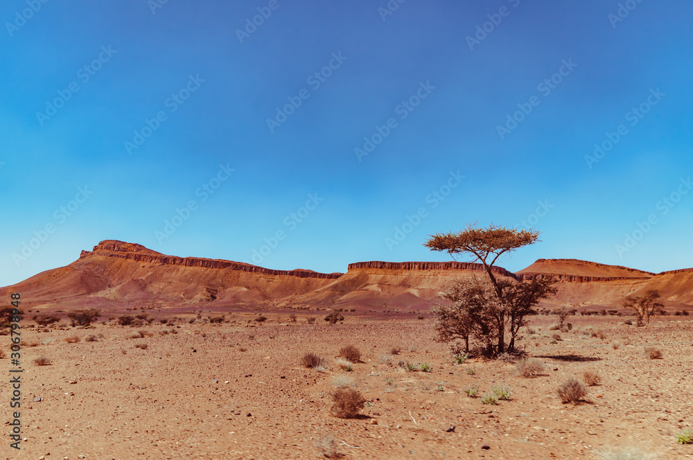 View on the moroccan desert, drying, desertification, isolated tree