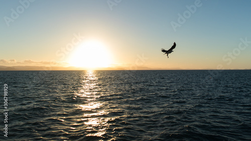 Sea eagle flying over the sea at sunset time