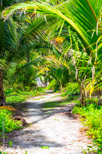 Sandy path through green jungle on tropical island  Panama