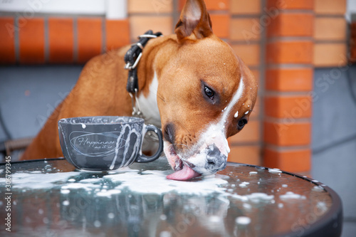 Dog drinks coffee from a cup at a table