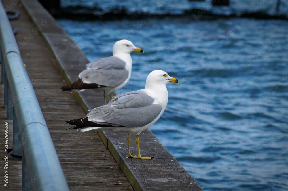 Two seagulls standing on the edge of the pier. Close up view of white and grey birds seagulls in front of natural blue water background. Two seagulls standing on the edge of the pier. Close up view of white and grey birds seagulls in front of natural blue water background.