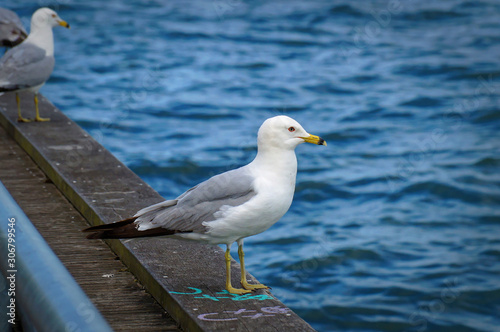 Seagull standing on the edge of the pier. Close up view of white and grey birds seagulls in front of natural blue water background.