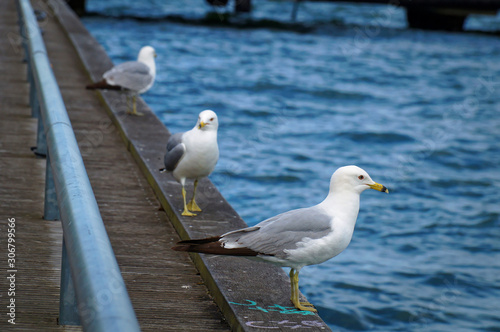 Three seagulls standing on the edge of the pier. Close up view of white and grey birds seagulls in front of natural blue water background.