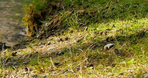 Toadlets walk and hop along the shore of a lake during migration.  Western toad. photo