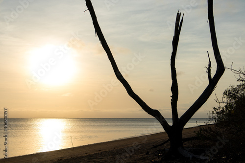 Silhouette of a candelabra-like tree on a beach © Alberto