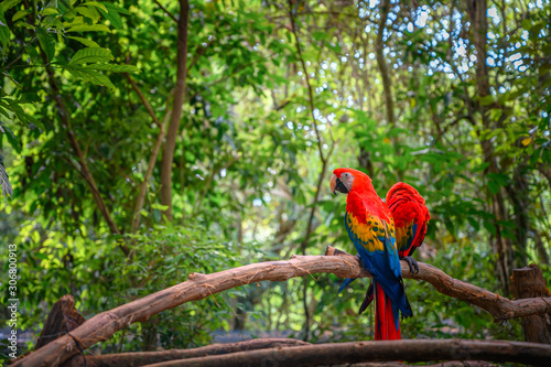 Couple of scarlet macaw standing on a branch in the middle of the jungle. 
