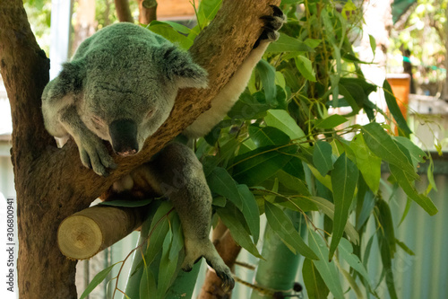 Photography Cute Koala hanging and sleeping on tree branches